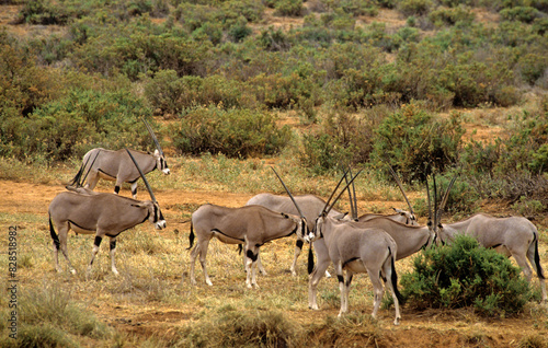 Oryx beisa  femelle et jeune   Oryx gazella beisa  Parc national de Samburu  Kenya