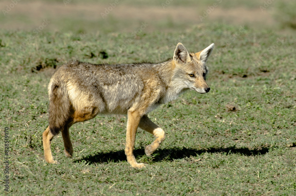 Chacal doré, Chacal commun, Canis aureus, Tanzanie