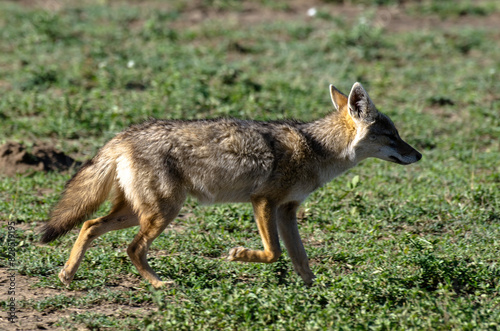 Chacal dor    Chacal commun  Canis aureus  Tanzanie