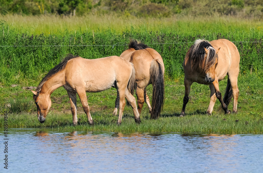 Cheval, race Henson, Baie de Somme, 80, Somme, France Cheval, race Henson, Baie de Somme, 80, Somme, France