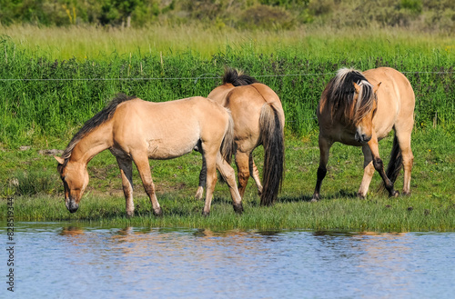 Cheval, race Henson, Baie de Somme, 80, Somme, France