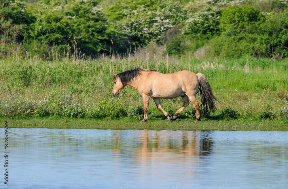 Cheval, race Henson, Baie de Somme, 80, Somme, France Cheval, race Henson, Baie de Somme, 80, Somme, France