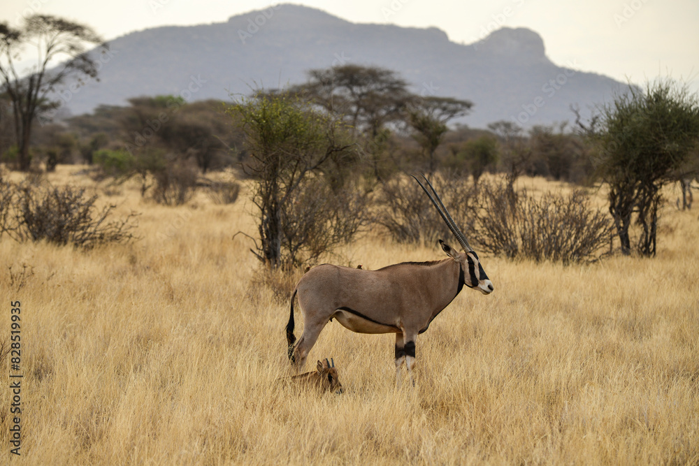 Fototapeta premium Oryx beisa, femelle et jeune, Oryx gazella beisa, Parc national de Samburu, Kenya