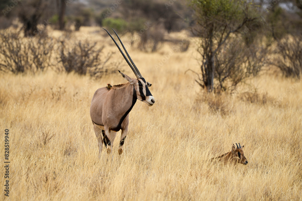Naklejka premium Oryx beisa, femelle et jeune, Oryx gazella beisa, Parc national de Samburu, Kenya