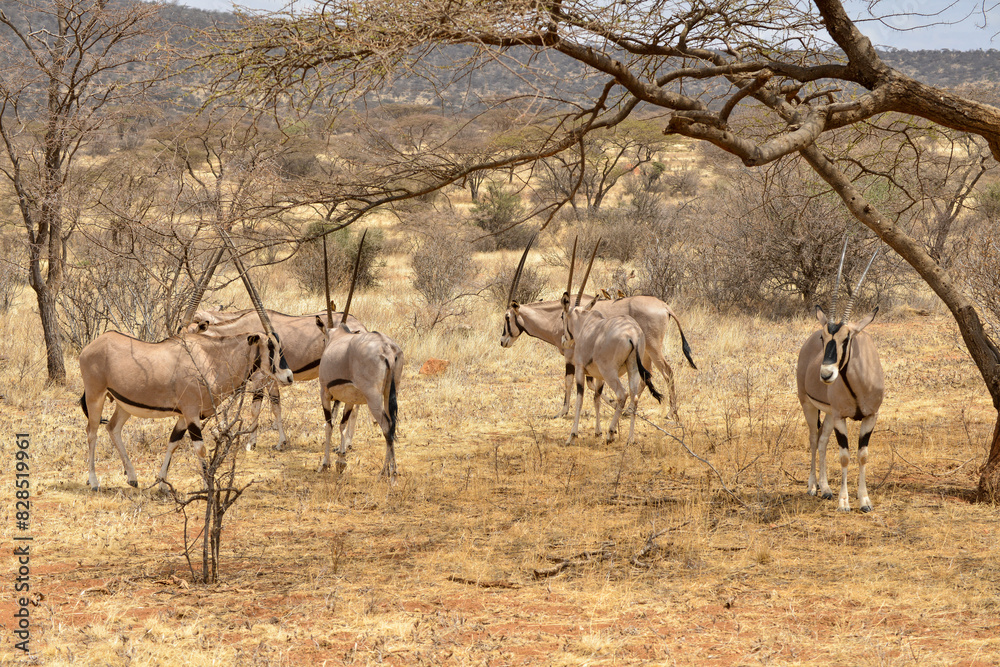 Oryx beisa, femelle et jeune, Oryx gazella beisa, Parc national de Samburu, Kenya Oryx beisa, femelle et jeune, Oryx gazella beisa, Parc national de Samburu, Kenya