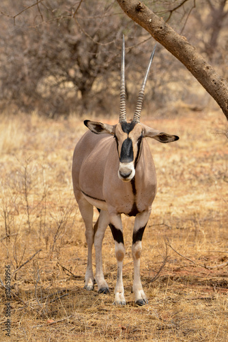 Oryx beisa, femelle et jeune, Oryx gazella beisa, Parc national de Samburu, Kenya