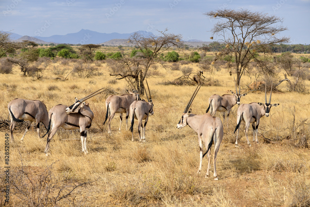 Oryx beisa, femelle et jeune, Oryx gazella beisa, Parc national de Samburu, Kenya Oryx beisa, femelle et jeune, Oryx gazella beisa, Parc national de Samburu, Kenya