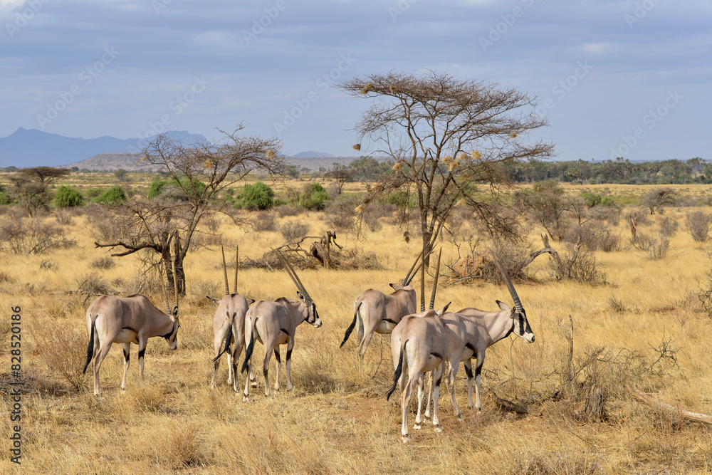 Oryx beisa, femelle et jeune, Oryx gazella beisa, Parc national de Samburu, Kenya Oryx beisa, femelle et jeune, Oryx gazella beisa, Parc national de Samburu, Kenya