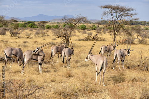 Oryx beisa, femelle et jeune,  Oryx gazella beisa, Parc national de Samburu, Kenya © JAG IMAGES
