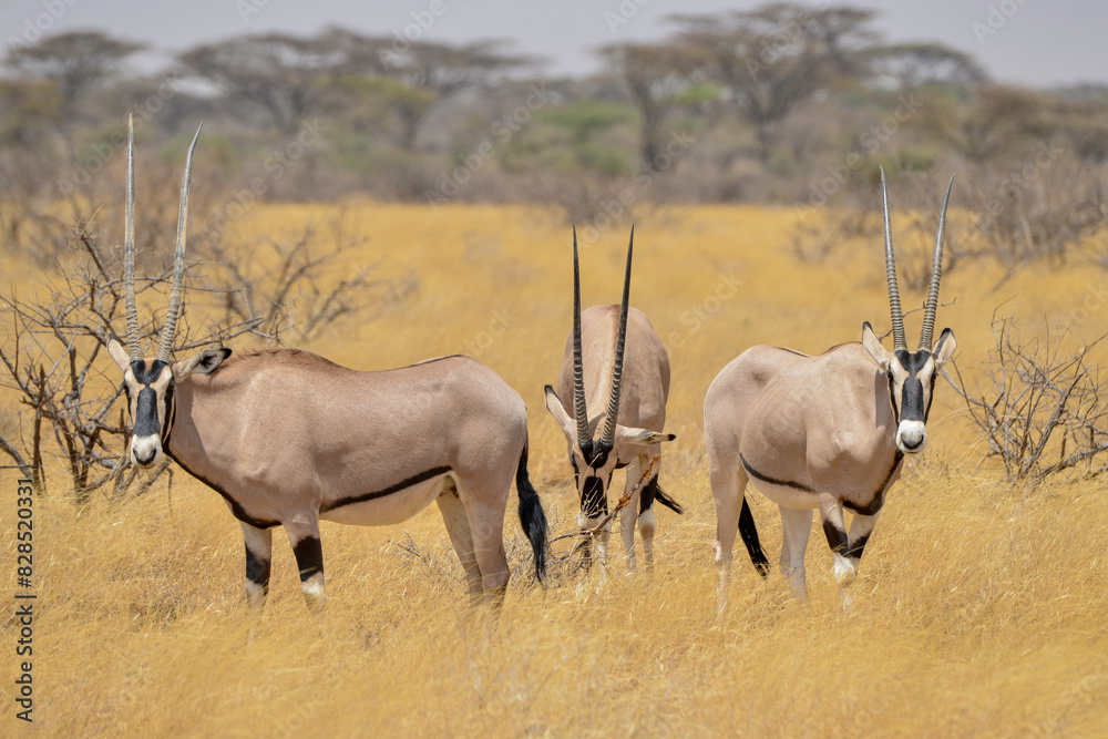 Oryx beisa, femelle et jeune, Oryx gazella beisa, Parc national de Samburu, Kenya Oryx beisa, femelle et jeune, Oryx gazella beisa, Parc national de Samburu, Kenya
