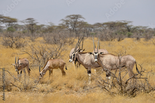 Oryx beisa  femelle et jeune   Oryx gazella beisa  Parc national de Samburu  Kenya