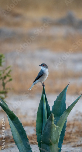 Close-up of a red-eyed pyrope (Xolmis pyrope) bird perched on an aloe plant photo