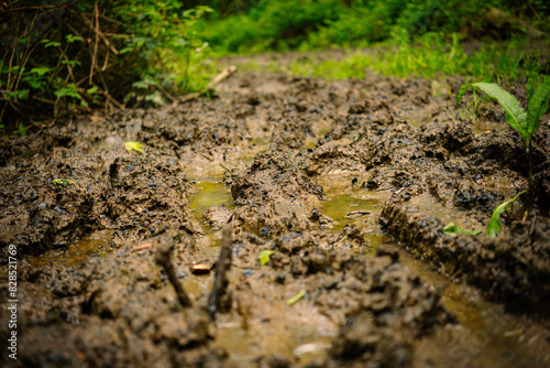 Photography muddy soil that is wet and trodden on with grass and soil brown