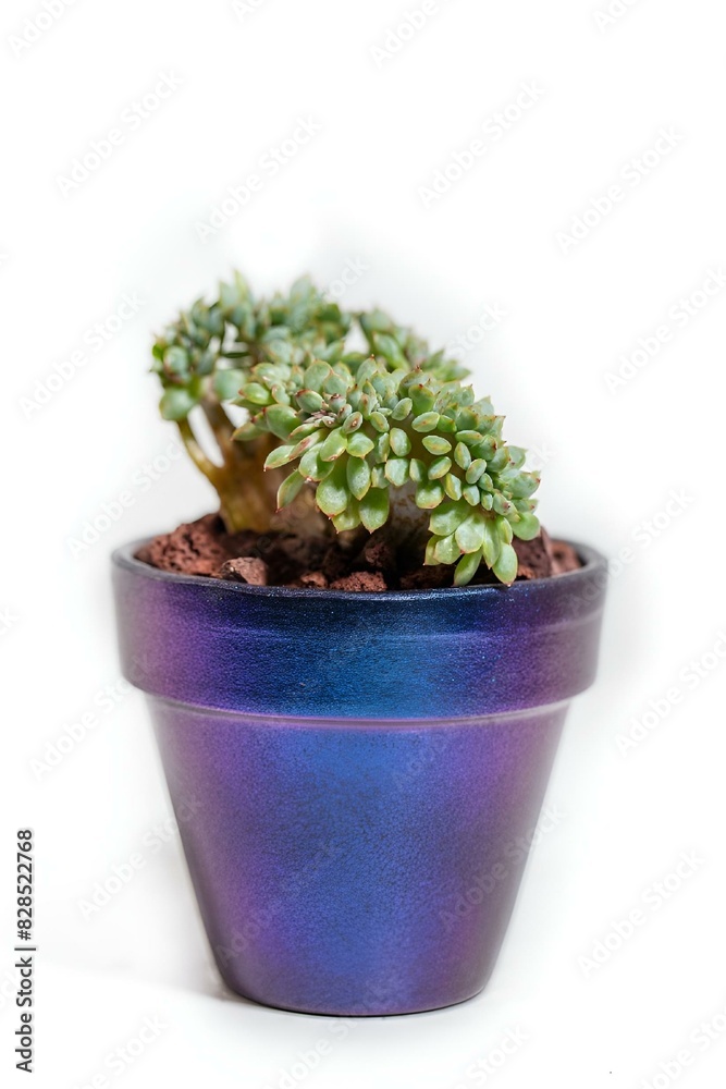 Plant in pot on white background Plant in pot on white background
