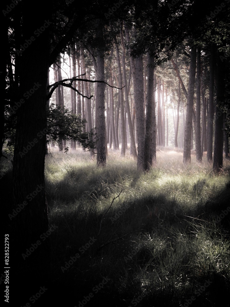 Obraz premium dark forest with tall trees in the middle and the sun coming through the clouds