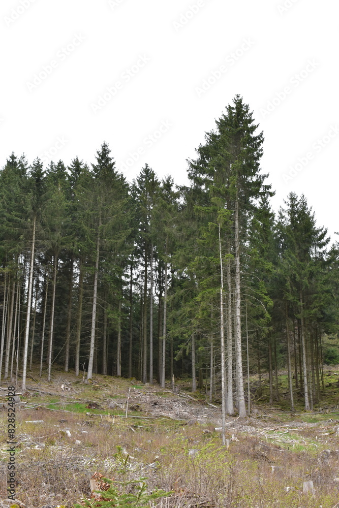 Obraz premium Hiking in the forest near Hessisch Lichtenau