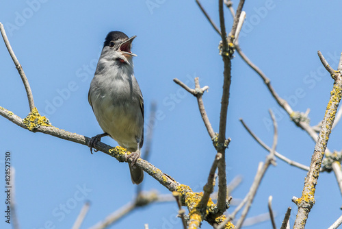 Obraz na płótnie European blackcap (Sylvia atripacilla) w salonie