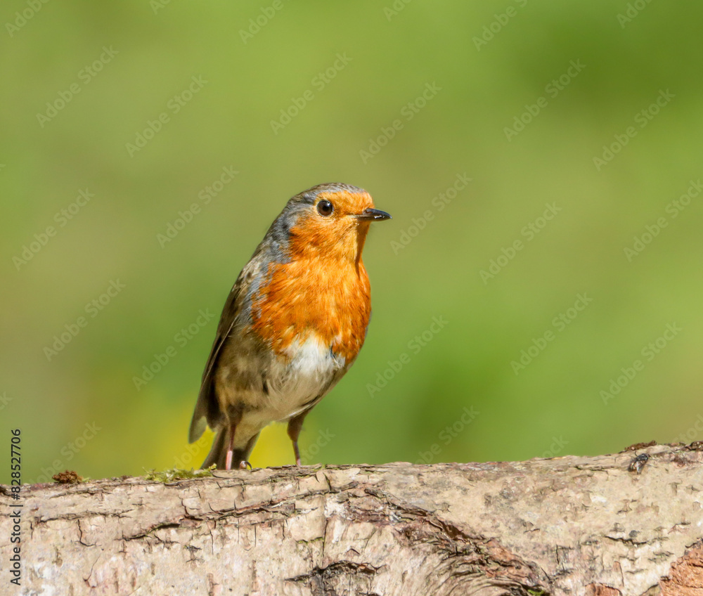 Robin perched on a tree trunk in daylight Robin perched on a tree trunk in daylight