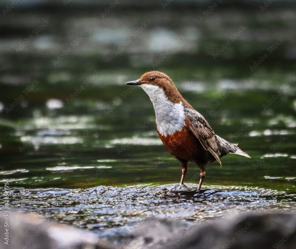 And white dipper perched on a rock in the water And white dipper perched on a rock in the water