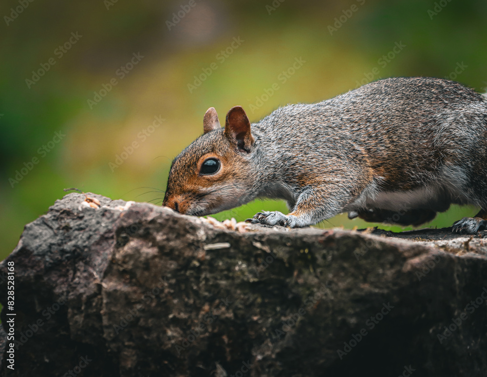 Squirrel perched on a tree stump beside lush green grass Squirrel perched on a tree stump beside lush green grass