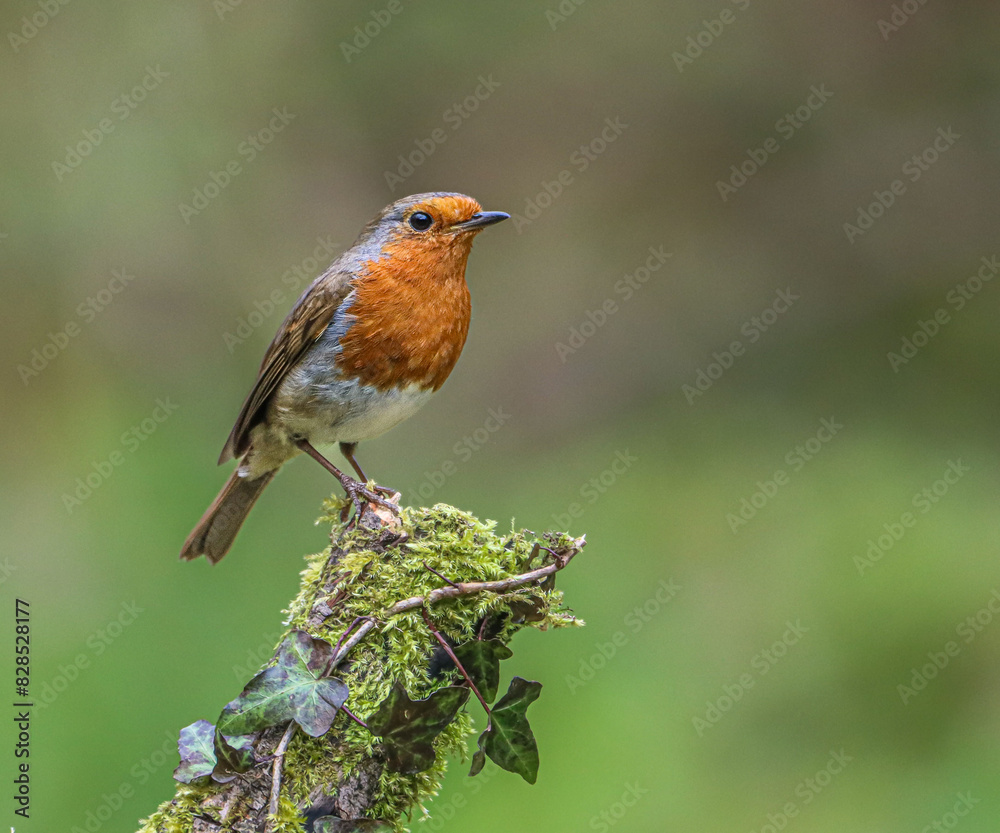 Fototapeta premium Tiny robin sits atop a moss-covered branch