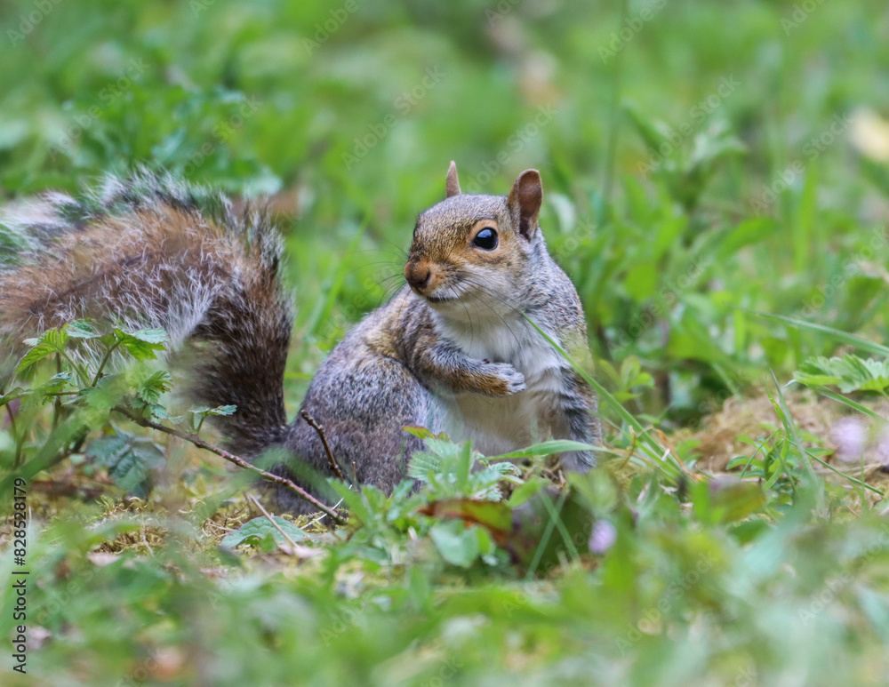 Solitary squirrel perched in grass Solitary squirrel perched in grass