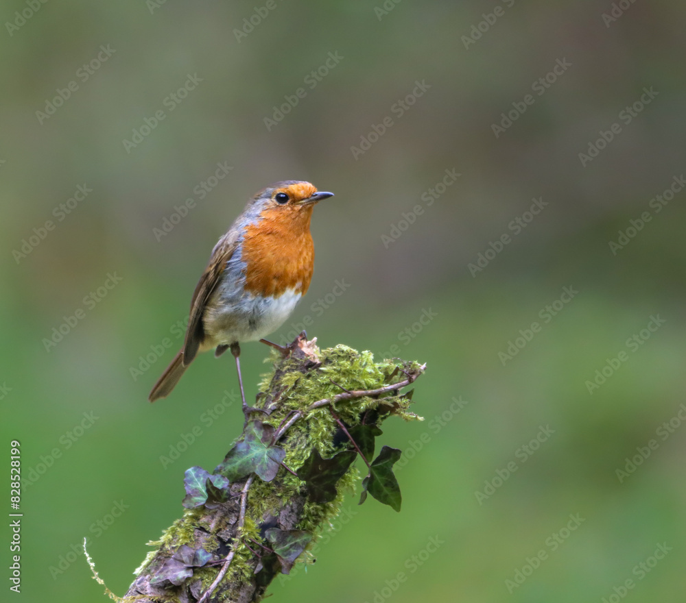 Robin perched on moss-covered tree limb Robin perched on moss-covered tree limb
