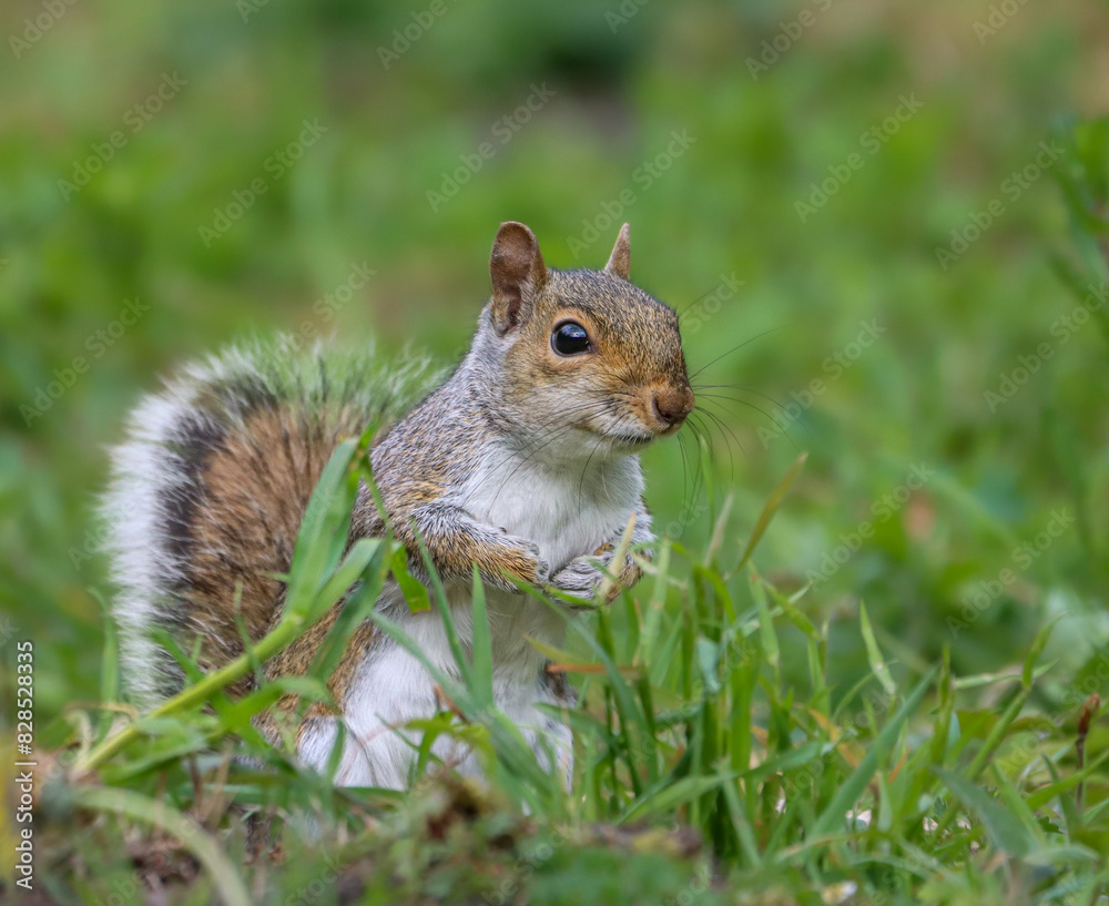 Small squirrel standing on grass, resting its paw on its front paws Small squirrel standing on grass, resting its paw on its front paws
