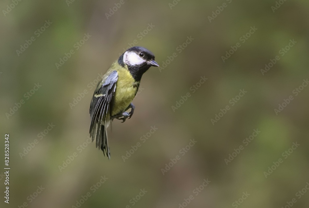 Fototapeta premium Great tit flying by grass and trees