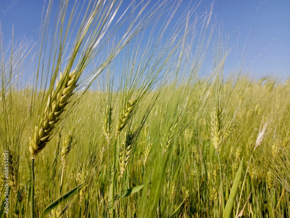 Green spikes of barley on the background of a barley field in summer under a clear sunny cloudless sky in spacious fields are ripening waiting for the harvest. A beautiful field landscape of a barley Green spikes of barley on the background of a barley field in summer under a clear sunny cloudless sky in spacious fields are ripening waiting for the harvest. A beautiful field landscape of a barley