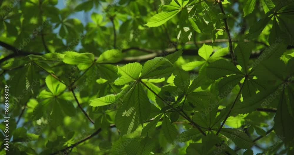 Closeup of sunlit fresh chestnut leaves in spring waving in the air Closeup of sunlit fresh chestnut leaves in spring waving in the air