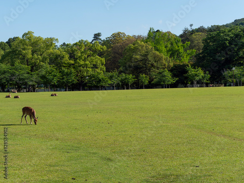 新緑の芝が広がる奈良公園春日野園地 © しょこまろん