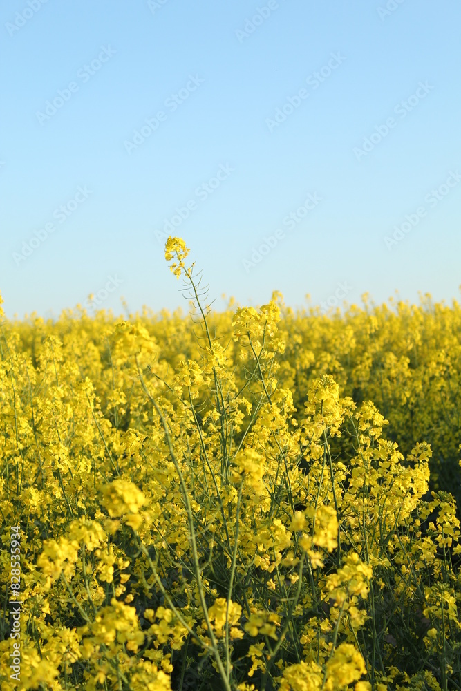 Obraz premium rapeseed field