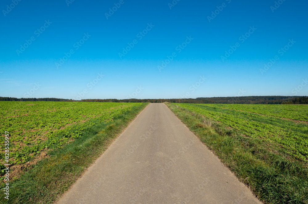 Dirt road through a field with blue sky backdrop Dirt road through a field with blue sky backdrop
