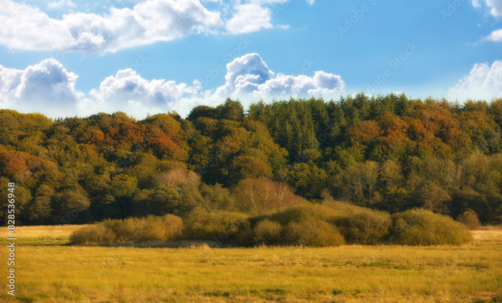 Forest, green and nature with trees for agriculture with environment, conservation and outdoors. Blue sky, botanical and leaves with beauty in landscape with flora, land and countryside in wilderness Forest, green and nature with trees for agriculture with environment, conservation and outdoors. Blue sky, botanical and leaves with beauty in landscape with flora, land and countryside in wilderness