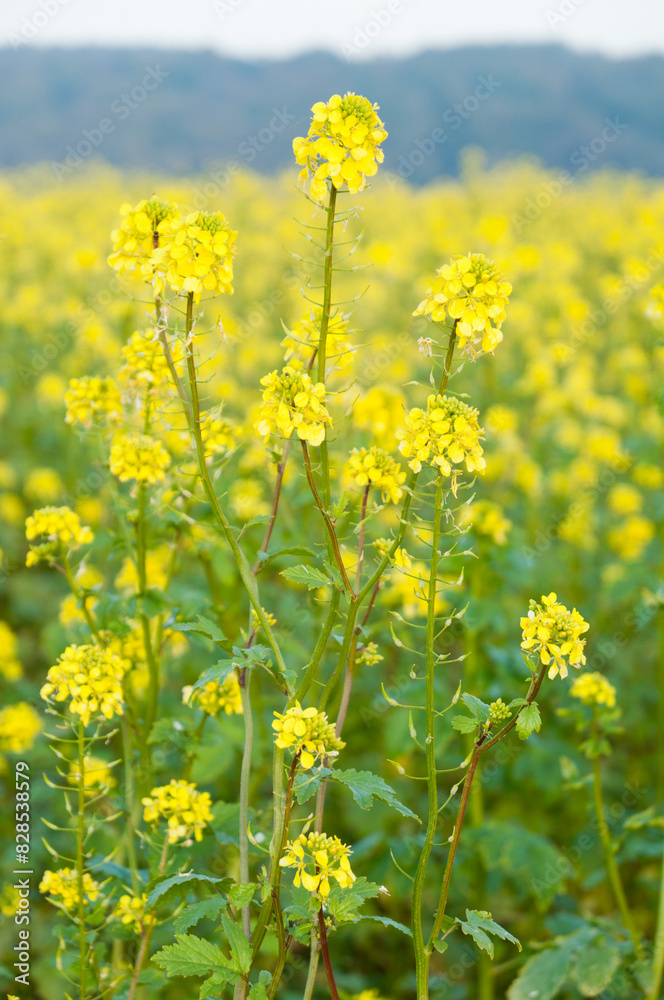 Vertical of mustard plants flower in the field in the autumn in Germany Vertical of mustard plants flower in the field in the autumn in Germany