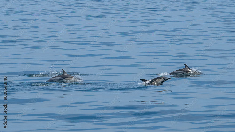 Scenic view of a group of dolphins swimming in the sea Scenic view of a group of dolphins swimming in the sea