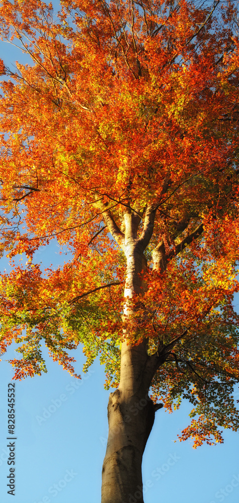 Autumn, leaves and tree in nature by blue sky of park, garden and plant landscape with texture. Forest, leaf and branch with wood, red and orange foliage for scenic view or aesthetic outdoor Autumn, leaves and tree in nature by blue sky of park, garden and plant landscape with texture. Forest, leaf and branch with wood, red and orange foliage for scenic view or aesthetic outdoor