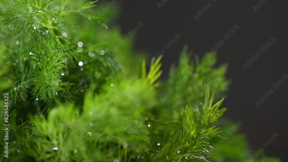 Dill aromatic fresh herbs. Bunch of fresh green dill close-up, rotating on black background, condiments. Vegetarian food, organic. Bunch of Anethum graveolens macro shot. Border design. Dill aromatic fresh herbs. Bunch of fresh green dill close-up, rotating on black background, condiments. Vegetarian food, organic. Bunch of Anethum graveolens macro shot. Border design.