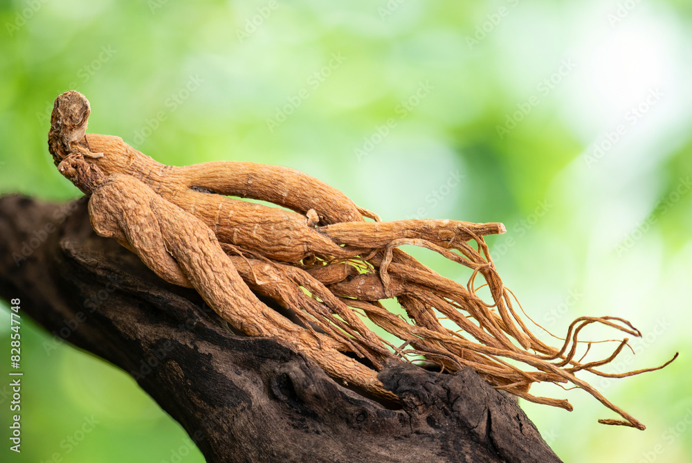 Ginseng or Panax ginseng on natural background. Ginseng or Panax ginseng on natural background.