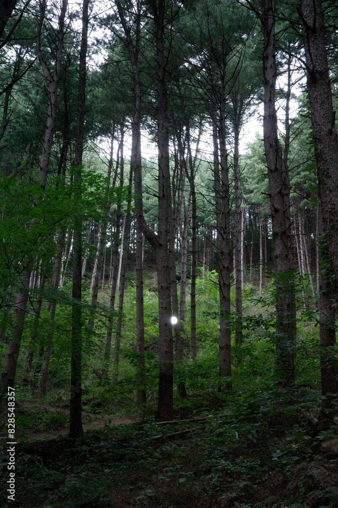 forest in the morning forest in the morning