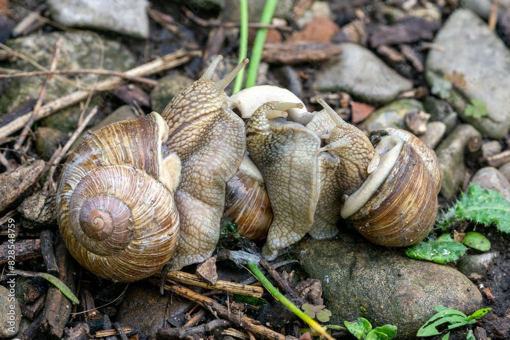Close-up of three mating roman snails (Helix pomatia) Close-up of three mating roman snails (Helix pomatia)