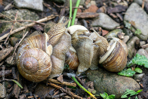 Close-up of three mating roman snails (Helix pomatia)