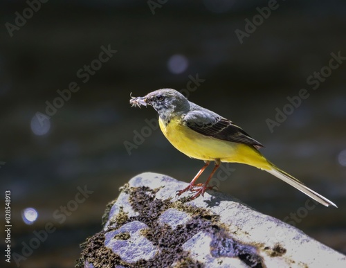 Photos Wagtail perched on a rock with a flowing stream in the background