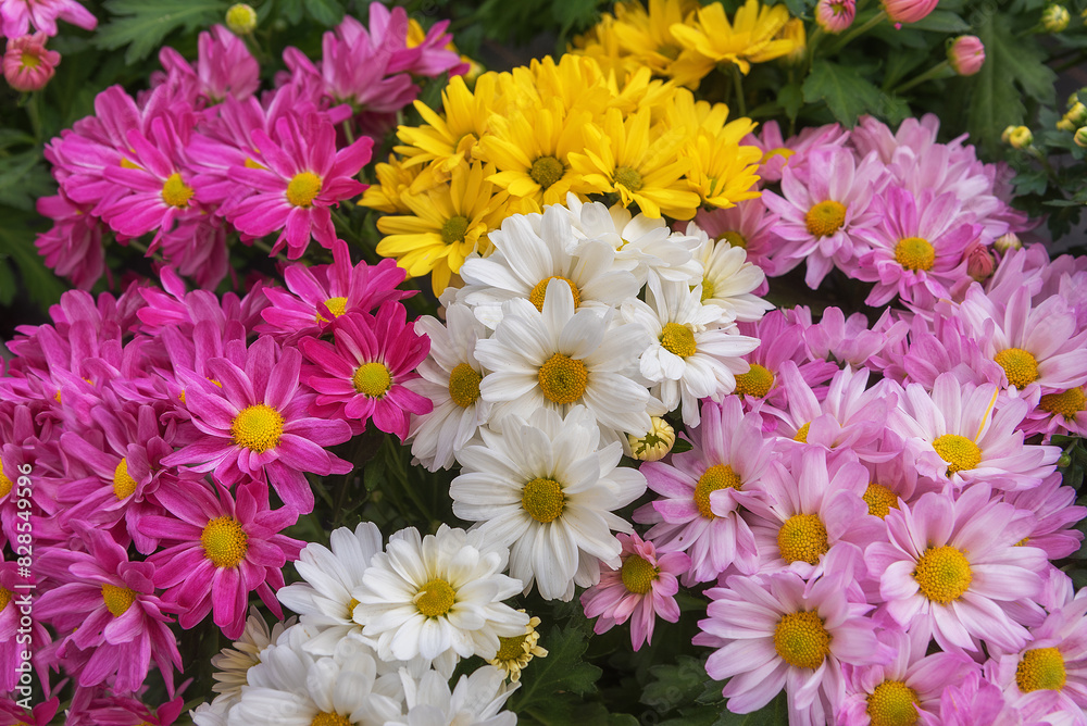 Chrysanthemum indicum Trio. Flowers for cuttings, rock gardens
