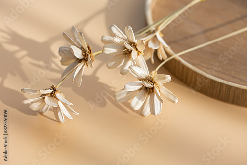 Dried chamomile isolated on beige background