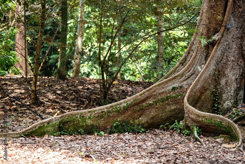 an unusual looking tree with vines in the forest near it an unusual looking tree with vines in the forest near it