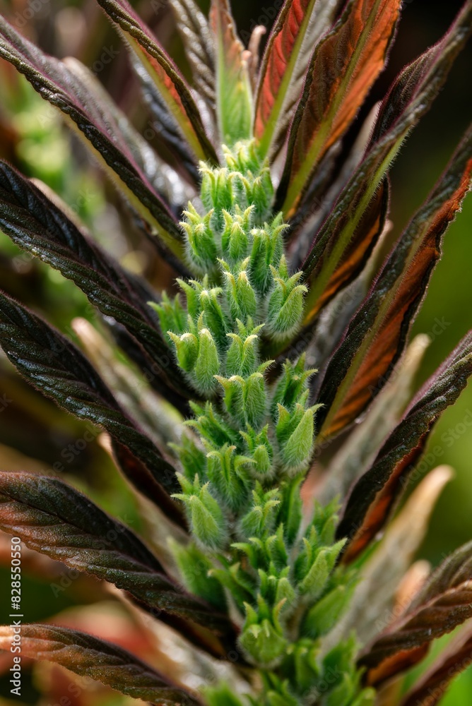 the end of a plant with some leaves growing in the middle the end of a plant with some leaves growing in the middle