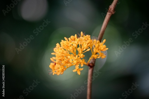 a single stem of flowers with bright yellow petals and a dark background