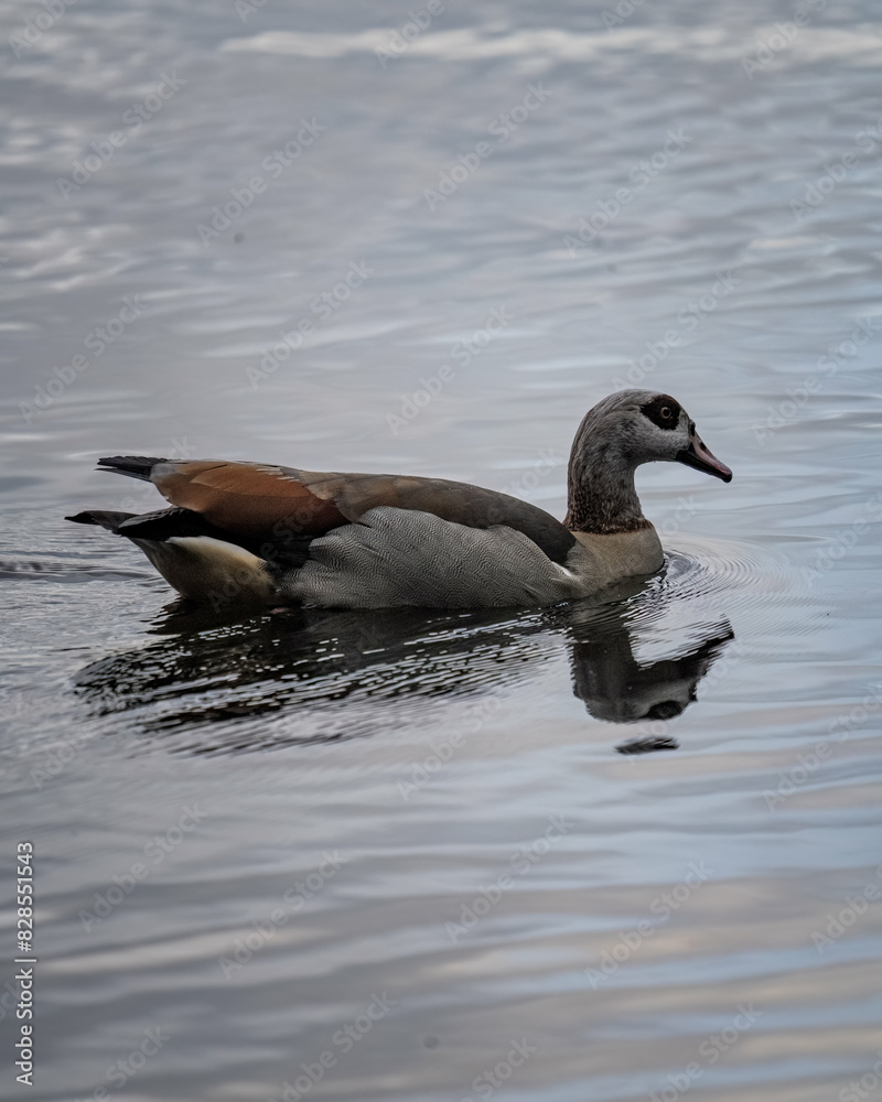 Duck swimming gracefully in the water during twilight Duck swimming gracefully in the water during twilight